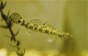 ウキゴリ　幼魚